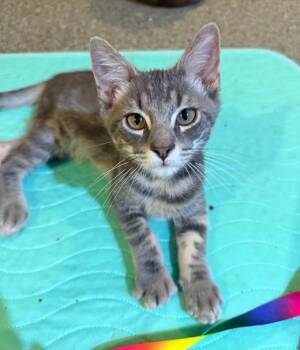 Gatsby -  Domestic Short Hair Cat for Adoption in Hudson, New Hampshire - Gatsby | PetCurious