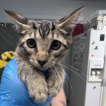 Geralt -  Domestic Short Hair Cat for Adoption in Summerville, South Carolina - Geralt | PetCurious