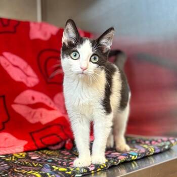 Ladybug -  Domestic Short Hair Cat for Adoption in Nashville, Indiana - Ladybug | PetCurious