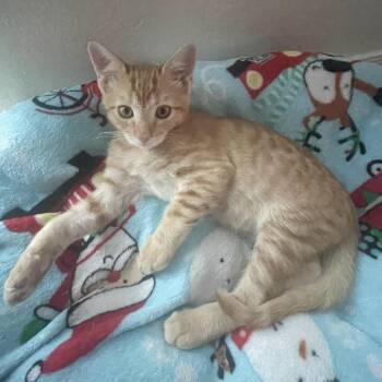 Simba -  Domestic Short Hair Cat for Adoption in Prescott, Arizona - Simba | PetCurious