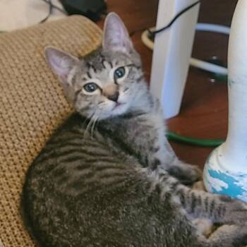 Lupita -  Domestic Short Hair Cat for Adoption in Fort Lauderdale, Florida - Lupita | PetCurious