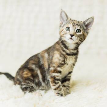 Rescue Domestic Short Hair Cats for Adoption in Saint Paul, Minnesota - Caliente | PetCurious
