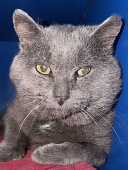 Rescue Domestic Short Hair Cats for Adoption in Sault Ste. Marie, Michigan - Phil | PetCurious