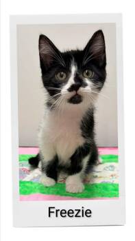 Freezie -  Domestic Short Hair Cat for Adoption in Caistor Centre, Ontario - Freezie | PetCurious