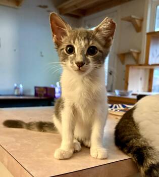 Moose -  Domestic Short Hair Cat for Adoption in Columbia, South Carolina - Moose | PetCurious