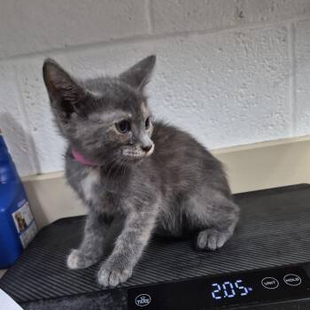 Tootles -  Domestic Short Hair Cat for Adoption in Ardmore, Oklahoma - Tootles | PetCurious