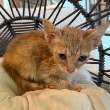 Rigatoni -  Domestic Short Hair Cat for Adoption in Lewisville, Texas - Rigatoni | PetCurious