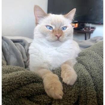 Yuki -  Siamese Cat for Adoption in Millcreek, Utah - Yuki | PetCurious