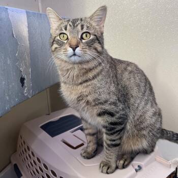 Domestic Short Hair Cats Available for Adoption - Finch | PetCurious