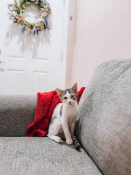 Sven -  Tabby and Siamese Cat for Adoption in Goodyear, Arizona - Sven | PetCurious