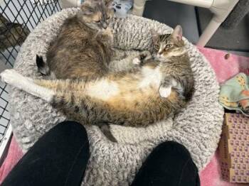 Domestic Short Hair Cats Available for Adoption in Mount Pleasant, Iowa - Milo | PetCurious