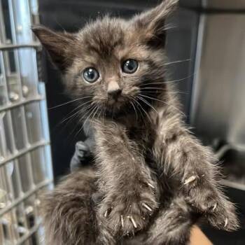 Nugget -  Domestic Short Hair Cat for Adoption in Redwood City, California - Nugget | PetCurious