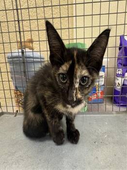 ANNIE -  Domestic Short Hair Cat for Adoption in Fort Myers, Florida - ANNIE | PetCurious