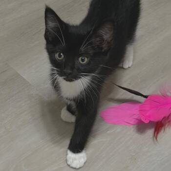 Eloise -  Domestic Medium Hair Cat for Adoption in Lenexa, Kansas - Eloise | PetCurious