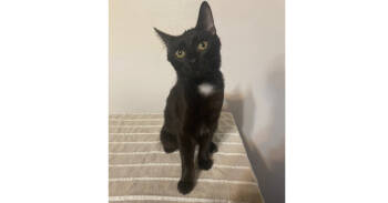 Rescue Domestic Short Hair Cats for Adoption in New Cumberland, West Virginia - Libra | PetCurious