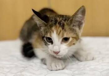 LILLIAN -  Domestic Short Hair Cat for Adoption in Brentwood, Missouri - LILLIAN | PetCurious
