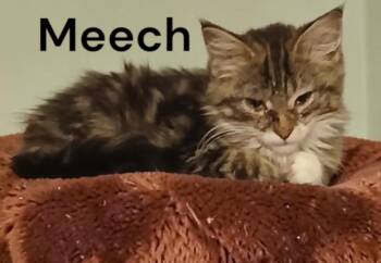 Meech -  Tabby Cat for Adoption in Weems, Virginia - Meech | PetCurious