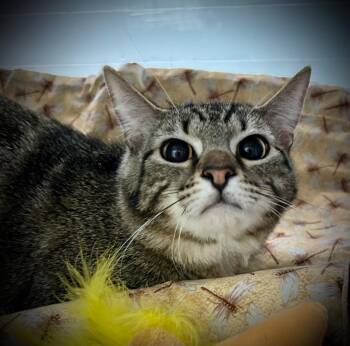 Domestic Short Hair Cats Available for Adoption - Bruce | PetCurious