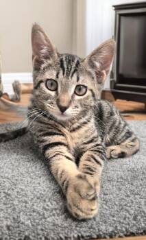 Buckle Bunny -  Domestic Short Hair Cat Available for Adoption in Houston, Texas - Buckle Bunny | PetCurious