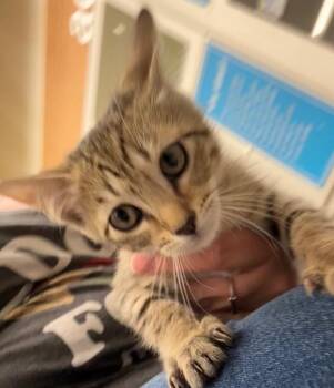 Mapa Pandiga -  Domestic Short Hair Cat for Adoption in Fort Lupton, Colorado - Mapa Pandiga | PetCurious