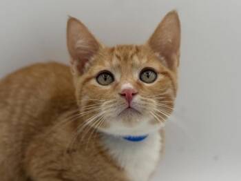 Branch -  Domestic Short Hair Cat for Adoption in Portland, Oregon - Branch | PetCurious