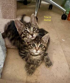 TRIXI - Female kitten -  Tabby Cat for Adoption in Hillsboro, Oregon - TRIXI - Female Kitten | PetCurious