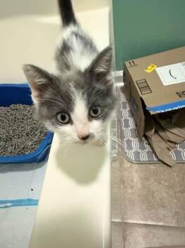 Rescue Domestic Short Hair Cats for Adoption in Greensboro, North Carolina - Butterball | PetCurious