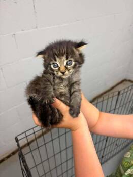 Conor -  Domestic Short Hair Cat for Adoption in Dorr, Michigan - Conor | PetCurious