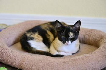 Romano -  Domestic Short Hair Cat for Adoption in Green Valley, Arizona - Romano | PetCurious