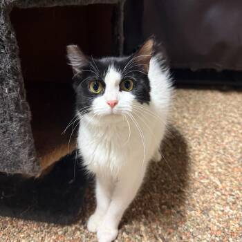 Miss BW Fluff -  Domestic Long Hair and Mixed Breed Cat for Adoption in Ashtabula, Ohio - Miss BW Fluff | PetCurious