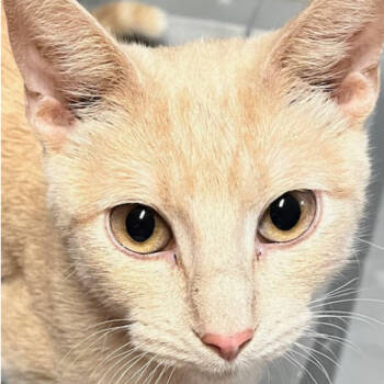 Rescue Domestic Short Hair Cats for Adoption in Austin, Texas - Hotel | PetCurious