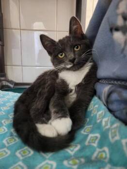 Holly -  Domestic Short Hair Cat for Adoption in Healdsburg, California - Holly | PetCurious