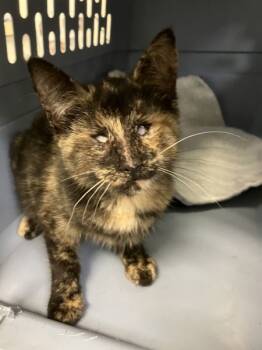 Rescue Domestic Short Hair Cats for Adoption in Napa, California - Agatha | PetCurious