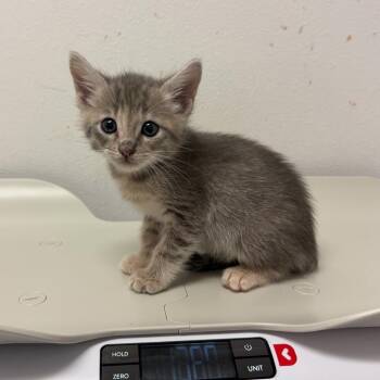 Iris I2 -  Domestic Short Hair Cat for Adoption in Edinburg, Texas - Iris I2 | PetCurious