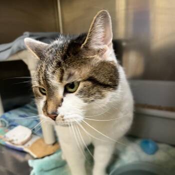 Domestic Short Hair Cats Available for Adoption in Bedford, New Hampshire - Elvis Purrsley | PetCurious