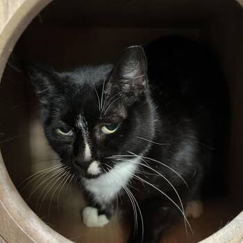 Domestic Short Hair Cats Available for Adoption in Folsom, Louisiana - Rickie | PetCurious