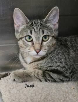 Jack / Jill -  Domestic Short Hair Cat for Adoption in Cedar Rapids, Iowa - Jack / Jill | PetCurious