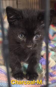 Charcoal -  Domestic Short Hair Cat for Adoption in Cloquet, Minnesota - Charcoal | PetCurious