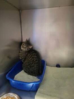 Tabbie -  Domestic Short Hair Cat for Adoption in Fishers, Indiana - Tabbie | PetCurious