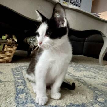 Paul -  Domestic Short Hair Cat for Adoption in Houston, Texas - Paul | PetCurious