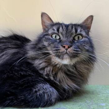 Domestic Long Hair Cats Available for Adoption in Durango, Colorado - Fiona | PetCurious