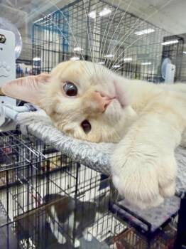 Ryan -  Siamese Cat for Adoption in San Juan Capistrano, California - Ryan | PetCurious