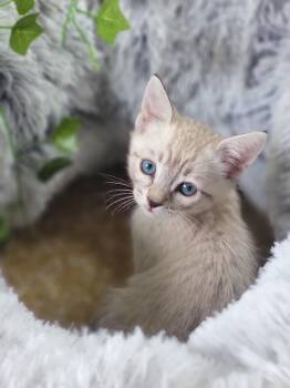 Phil -  Domestic Short Hair and Siamese Cat for Adoption in New Washoe City, Nevada - Phil | PetCurious