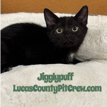 Rescue American Shorthair and Domestic Short Hair Cats for Adoption in Toledo, Ohio - Jigglypuff | PetCurious