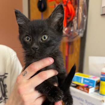 Domestic Short Hair Cats Available for Adoption in Detroit Lakes, Minnesota - Tetra | PetCurious
