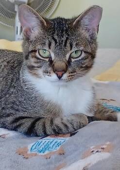 Rescue Domestic Short Hair Cats for Adoption in Grayslake, Illinois - Cedar | PetCurious