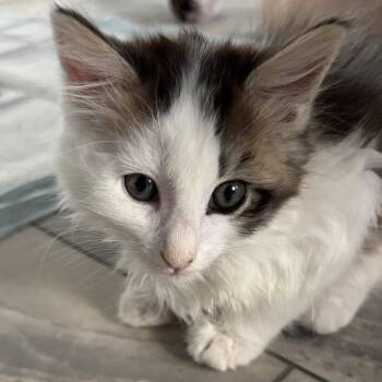 Puffin -  Domestic Medium Hair Cat for Adoption in Sunnyvale, California - Puffin | PetCurious
