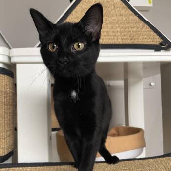 Hearsay -  Domestic Short Hair Cat for Adoption in Chicago, Illinois - Hearsay | PetCurious