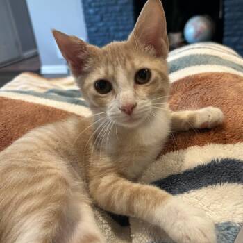 Russell -  American Shorthair Cat for Adoption in Overland Park, Kansas - Russell | PetCurious