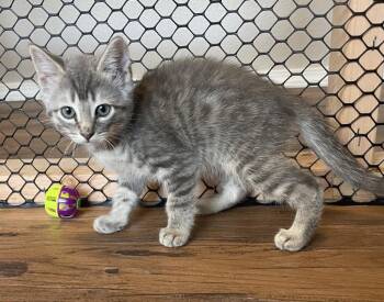 Domestic Short Hair Cats Available for Adoption in St. Helens, Oregon - 26-10 Jambo | PetCurious